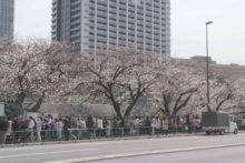 桜が咲いた神楽坂